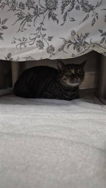 Babs - Domestic Shorthair cat available for adoption at Montreal SPCA in Montreal