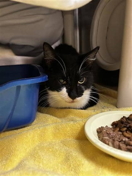 Sami - Domestic Shorthair cat available for adoption at Montreal SPCA in Montreal