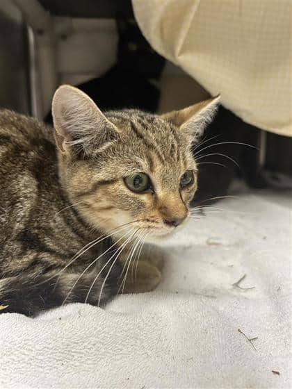 Nassau - Domestic Shorthair cat available for adoption at Montreal SPCA in Montreal