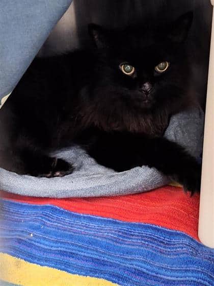 Iron Man - Domestic Shorthair cat available for adoption at Montreal SPCA in Montreal