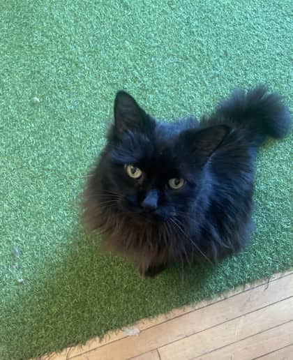 Lydia - Domestic Shorthair available for adoption
