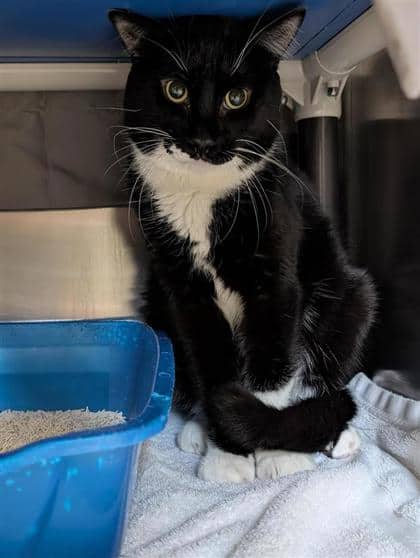 Monsieur George - Domestic Shorthair cat available for adoption at Montreal SPCA in Montreal