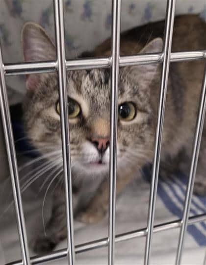 Neemo - Domestic Shorthair cat available for adoption at Montreal SPCA in Montreal