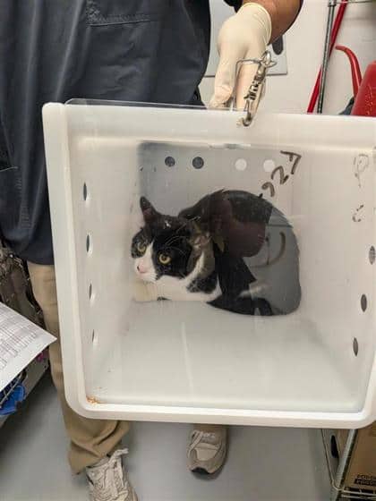 Luna - Domestic Shorthair cat available for adoption at Montreal SPCA in Montreal