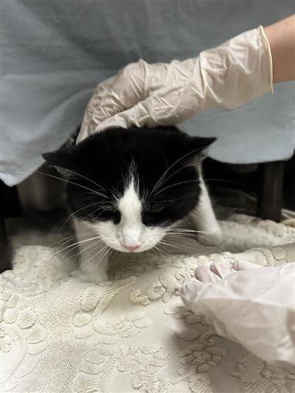 Daisy (Mamba) - Domestic Medium Hair cat available for adoption at Montreal SPCA in Montreal