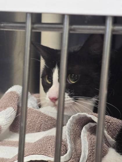 Sonate - Domestic Shorthair available for adoption