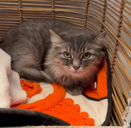 Mila - Domestic Shorthair available for adoption