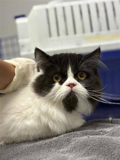 Kairo - Domestic Longhair available for adoption