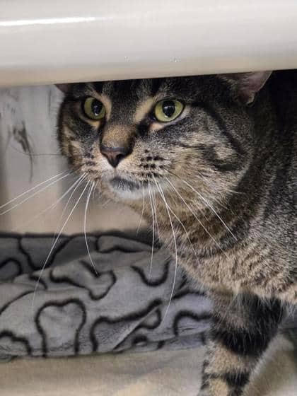 Paul - Domestic Shorthair cat available for adoption at Montreal SPCA in Montreal