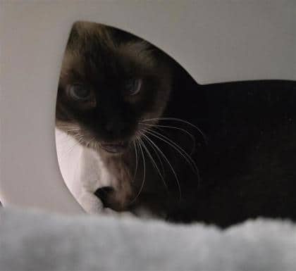 Aiko - Domestic Shorthair cat available for adoption at Montreal SPCA in Montreal