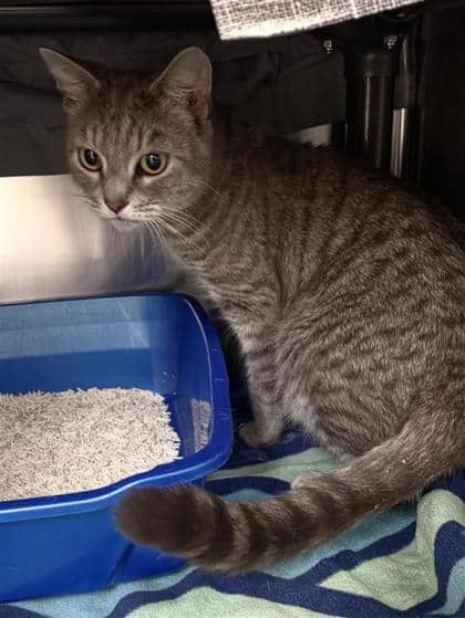 Fendy - Domestic Shorthair cat available for adoption at Montreal SPCA in Montreal