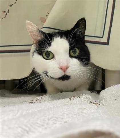 Ficelle Douce - Domestic Shorthair cat available for adoption at Montreal SPCA in Montreal