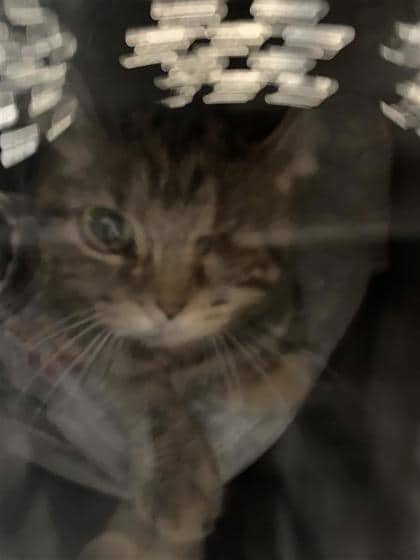 Manama - Domestic Shorthair cat available for adoption at Montreal SPCA in Montreal