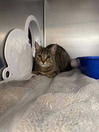 Milly - Domestic Shorthair cat available for adoption at Montreal SPCA in Montreal