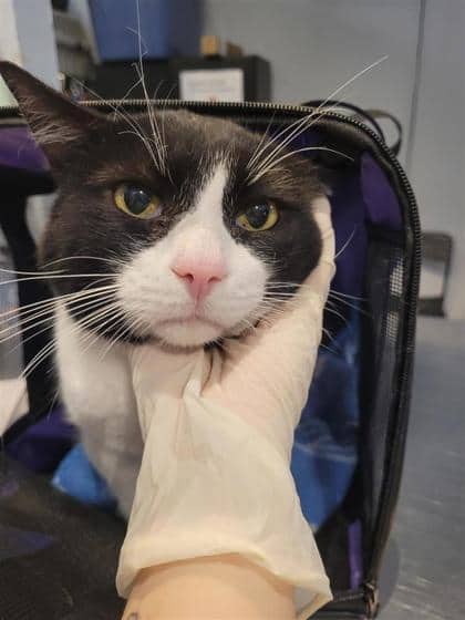 Harley - Domestic Shorthair cat available for adoption at Montreal SPCA in Montreal