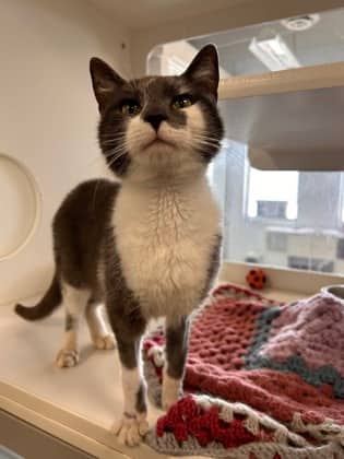Crab - Domestic Shorthair/Mix available for adoption
