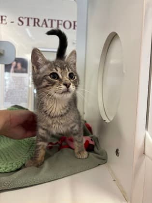 Berlioz - Domestic Shorthair/Mix available for adoption
