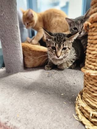 Guitar - Domestic Shorthair/Mix available for adoption