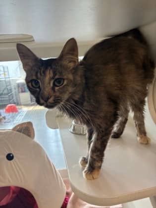 Lanette - Domestic Shorthair/Mix cat available for adoption at Humane Society of Kitchener Waterloo & Stratford Perth in Kitchener