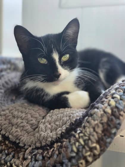Boo - Domestic Shorthair/Mix cat available for adoption in Ontario