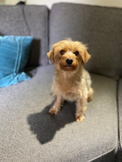 Cassy (Bonded with Precious) - Mixed Breed available for adoption in Calgary