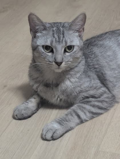 Savannah - Domestic Shorthair/Mix available for adoption