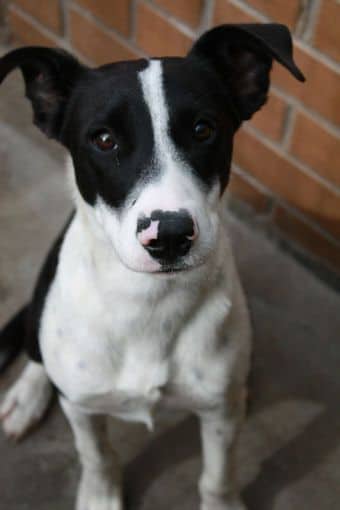 Ariel - Mixed Breed available for adoption in Ontario
