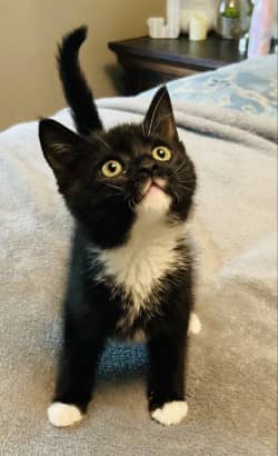 Delilah - Domestic Shorthair/Mix available for adoption