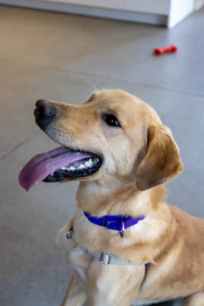 Winston - Mixed Breed available for adoption in Ontario