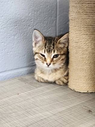 Moonmoth - Domestic Shorthair/Mix cat available for adoption at Humane Society of Kitchener Waterloo & Stratford Perth in Kitchener