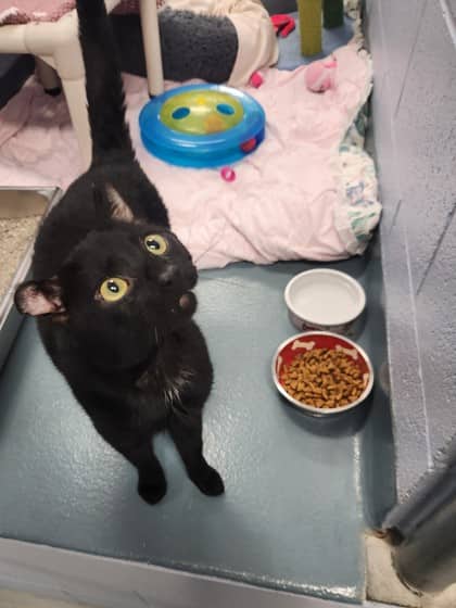 Pauly - Domestic Shorthair/Mix available for adoption