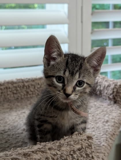 Sage - Domestic Shorthair/Mix available for adoption