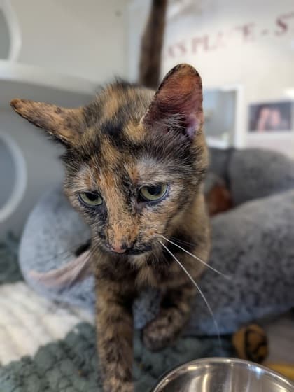 Periwinkle - Domestic Shorthair/Mix available for adoption