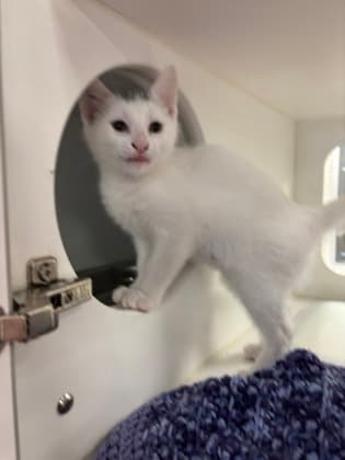 Barry - Domestic Shorthair/Mix available for adoption