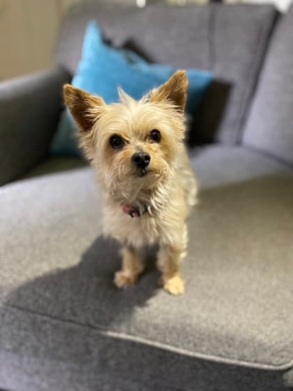 Precious (Bonded with Cassy) - Mixed Breed available for adoption in Calgary