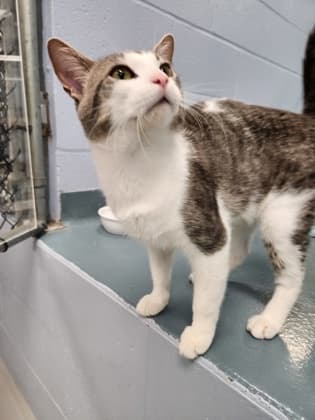 Tamer - Domestic Shorthair/Mix cat available for adoption at Humane Society of Kitchener Waterloo & Stratford Perth in Kitchener