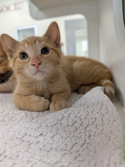 Alfred - Domestic Shorthair/Mix available for adoption