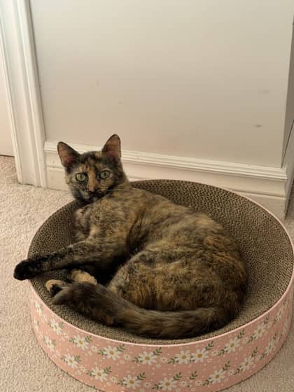 Periwinkle - Domestic Shorthair/Mix available for adoption