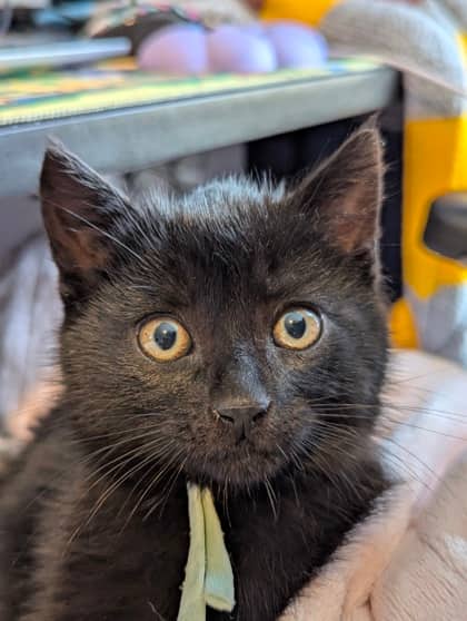 Lazlo - Domestic Shorthair/Mix cat available for adoption at Humane Society of Kitchener Waterloo & Stratford Perth in Kitchener