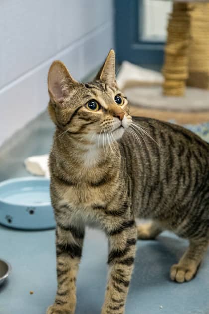 Pudding - Domestic Shorthair/Mix cat available for adoption at Humane Society of Kitchener Waterloo & Stratford Perth in Kitchener