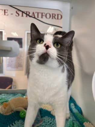 Beluga - Domestic Shorthair/Mix cat available for adoption in Ontario