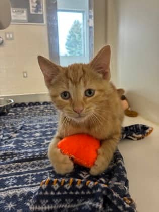 Flash - Domestic Shorthair/Mix cat available for adoption at Humane Society of Kitchener Waterloo & Stratford Perth in Kitchener