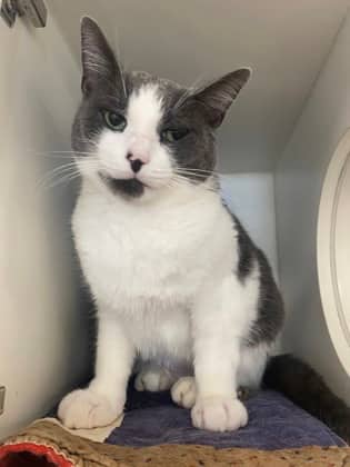 Beluga - Domestic Shorthair/Mix cat available for adoption at Humane Society of Kitchener Waterloo & Stratford Perth in Kitchener