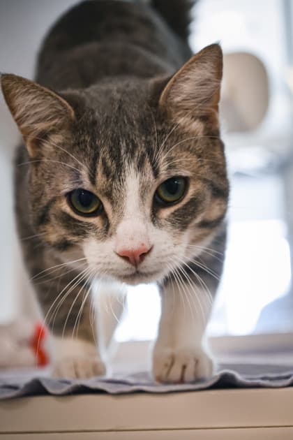 Tom - Domestic Shorthair/Mix cat available for adoption at Humane Society of Kitchener Waterloo & Stratford Perth in Kitchener