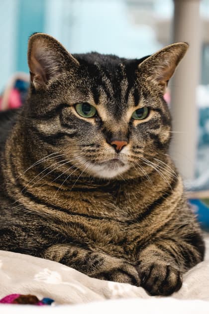 Zola - Domestic Shorthair/Mix cat available for adoption at Humane Society of Kitchener Waterloo & Stratford Perth in Kitchener