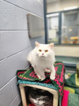 Caspian - Domestic Longhair/Mix available for adoption