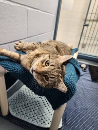 Kay - Domestic Shorthair/Mix cat available for adoption at Humane Society of Kitchener Waterloo & Stratford Perth in Kitchener
