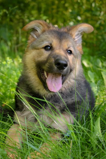 Misty - Mixed Breed available for adoption