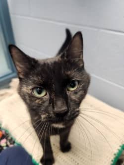Kylie - Domestic Shorthair/Mix cat available for adoption at Humane Society of Kitchener Waterloo & Stratford Perth in Kitchener