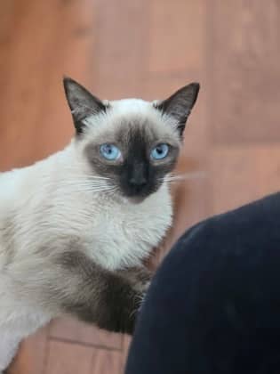 Talia - Domestic Shorthair/Mix available for adoption